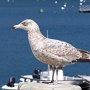 Goéland immature à Northeast Harbor